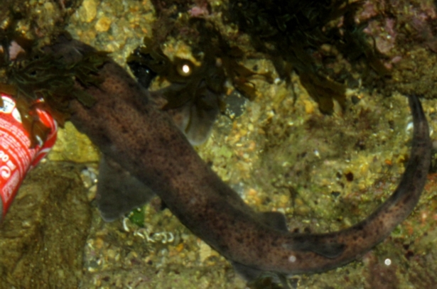 Sorprese (Scyliorhinus canicula)